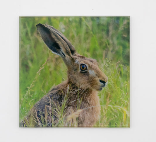 Hare Coaster