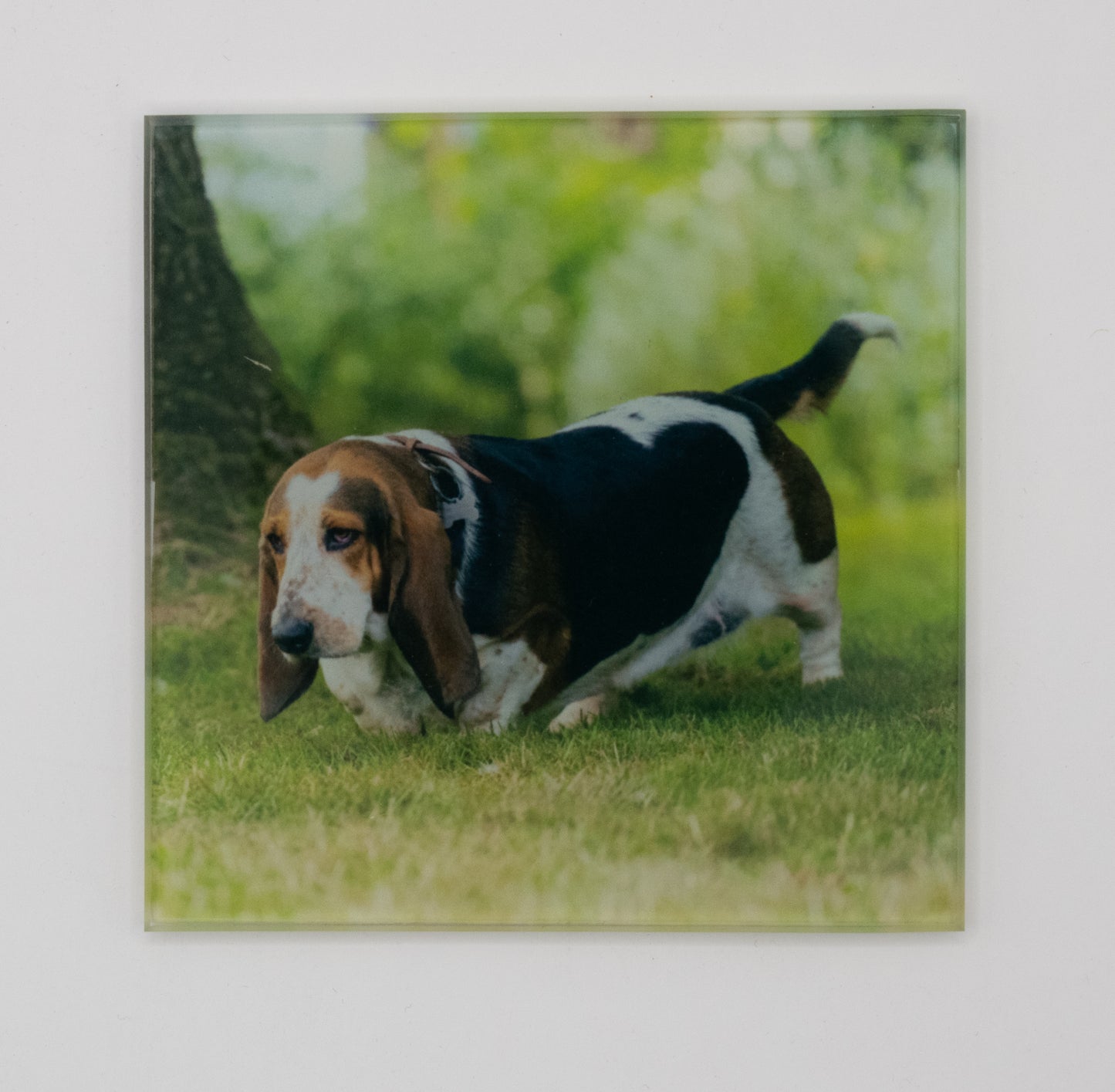 Bassett Hound Coaster