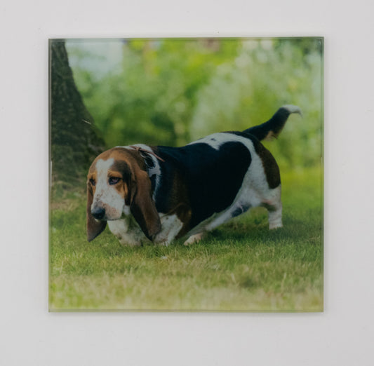 Bassett Hound Coaster