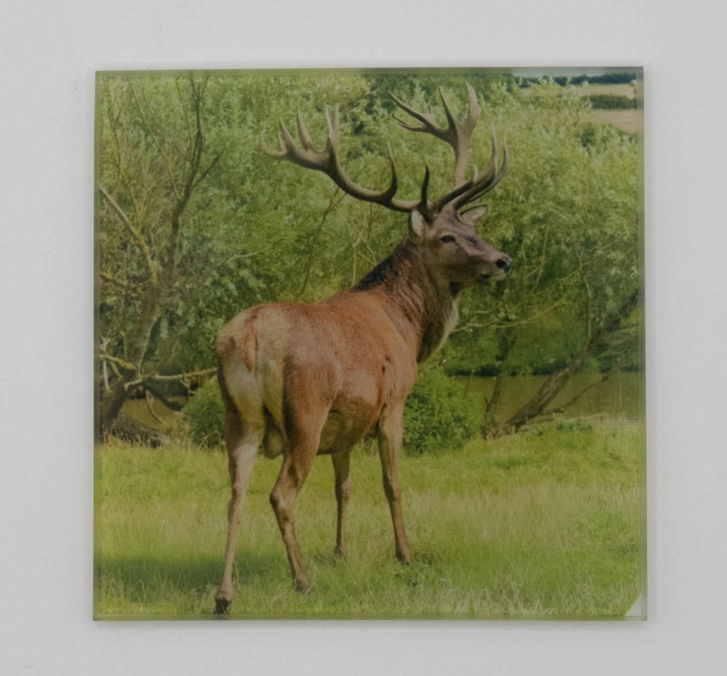Stag Glass Coaster