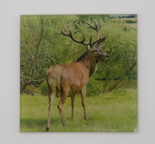 Stag Glass Coaster