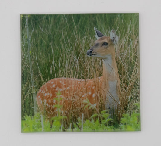 Deer Coaster