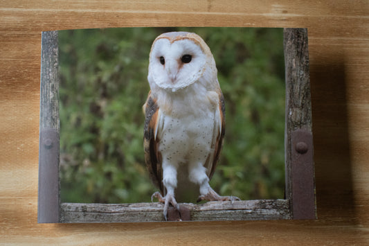 Silent Watcher A5 Card (Single)