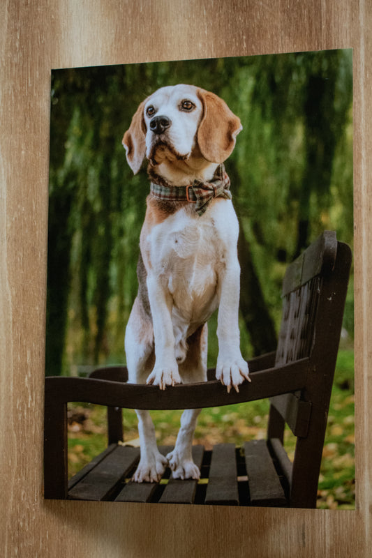 Taylor The Beagle A5 Card (Single)